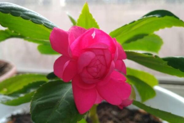 水梅花怎麼澆水