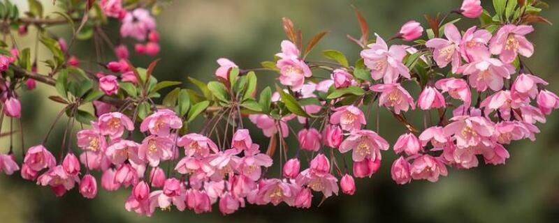 垂絲海棠開花後怎麼修剪