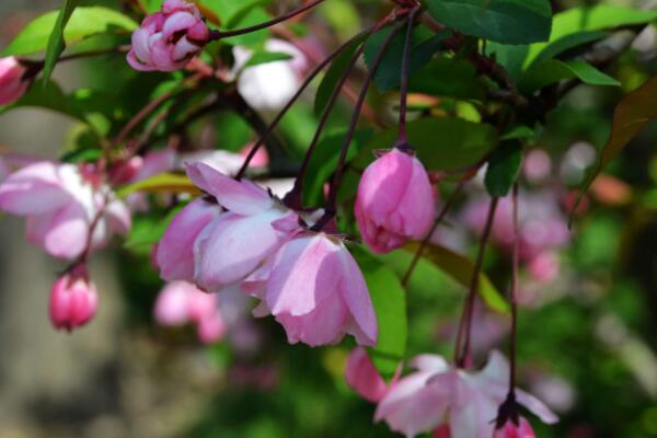 垂絲海棠開花後怎麼修剪