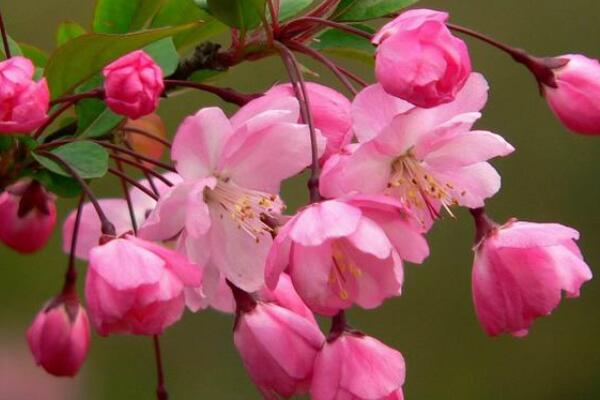垂絲海棠開花後怎麼修剪