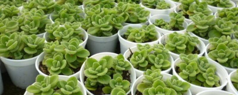 一抹香葉子發幹怎麼回事