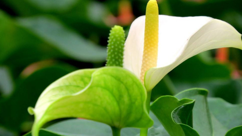 白掌的花變綠怎麼處理