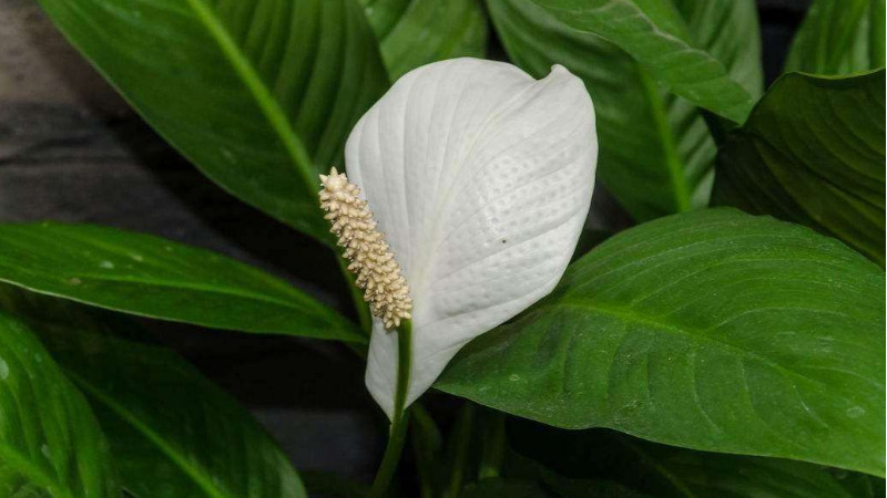 白掌葉子發焦怎樣修剪