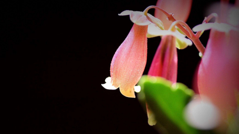 宮燈花怎麼修剪