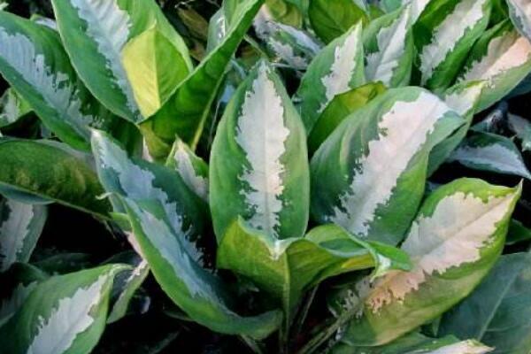 水培竹芋爛根怎麼治