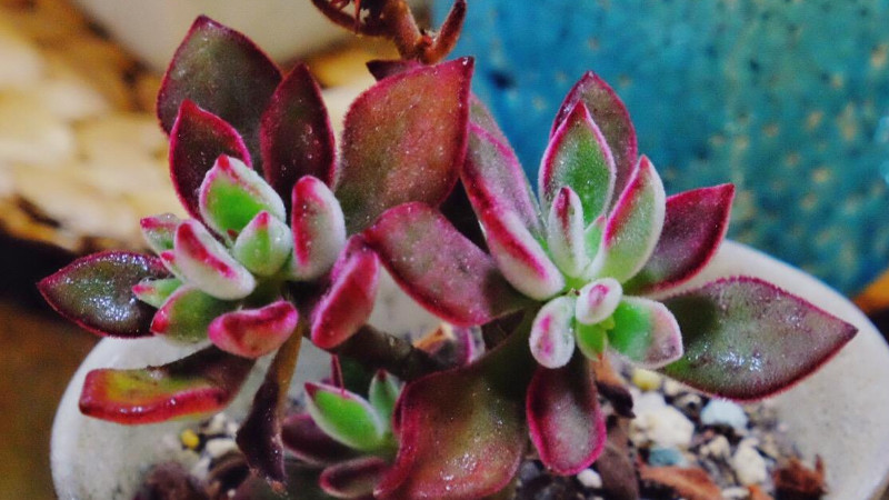 錦晃星鏽斑病怎麼處理