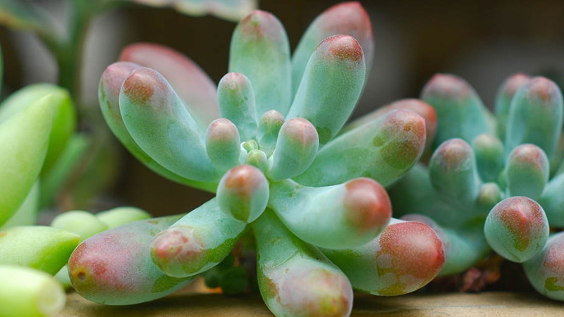 肉植物什麼時候換盆