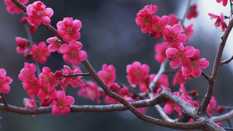 紅梅樹怎樣杆插