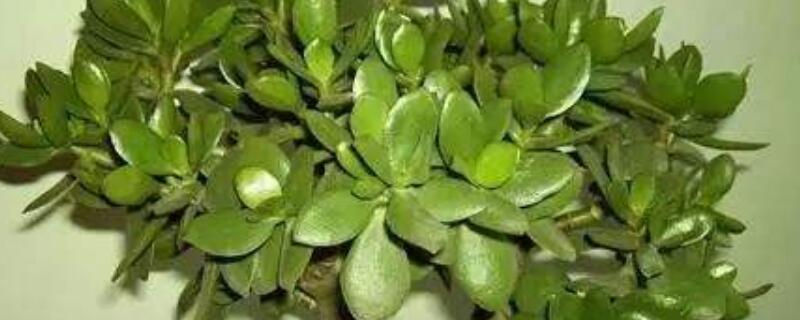 玉樹不長什麼原因