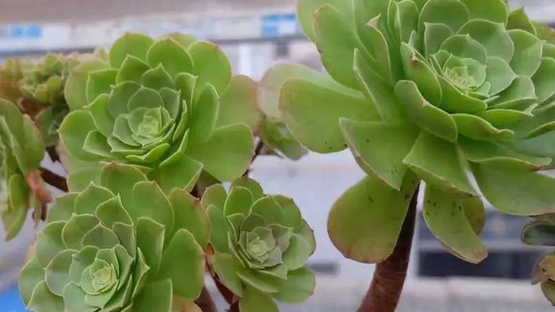 星爆法師怎麼養
