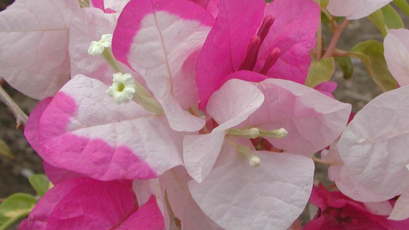 葉子花怎麼養