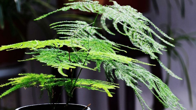 雲竹如何繁殖