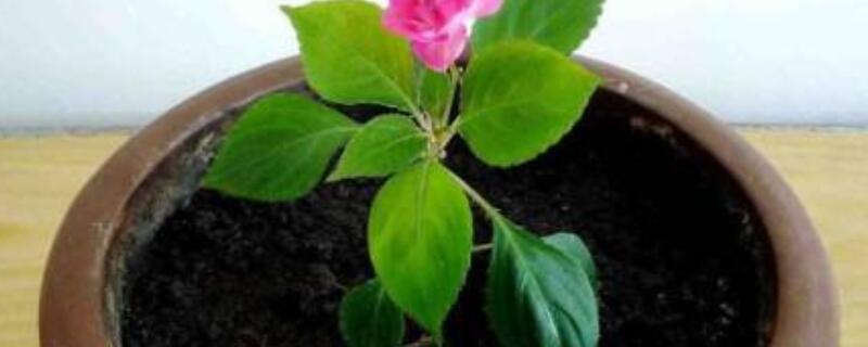 水梅花用什麼肥料