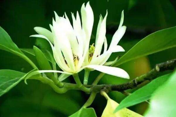 白蘭花換盆後養護