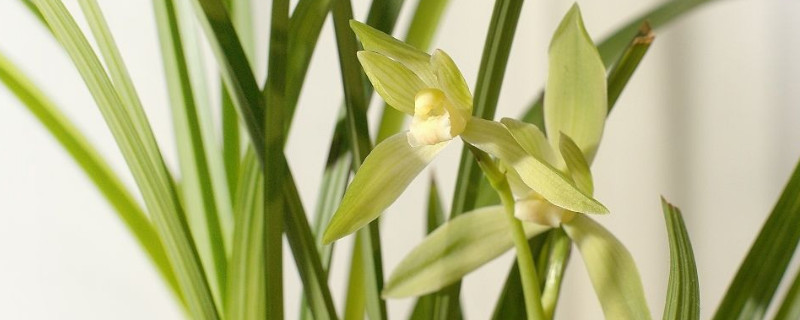 蘭花開花後花莖怎麼剪