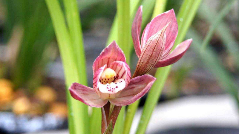 蘭花開花後花莖怎麼剪