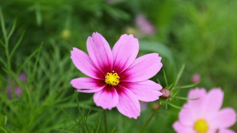 波斯菊發芽後怎麼換盆