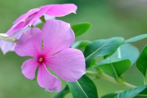 長春花籽怎麼種