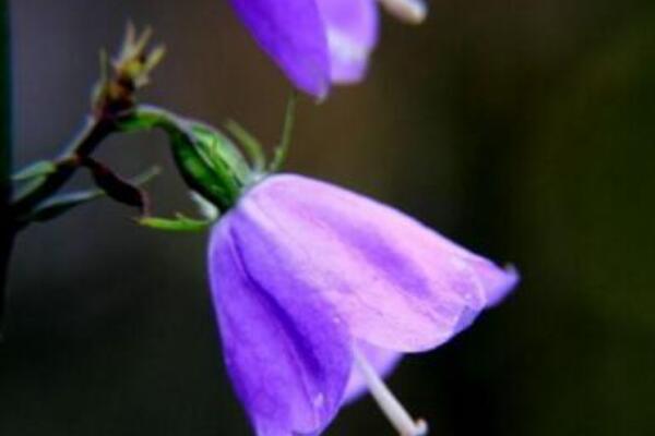 藍風鈴花謝後怎麼處理