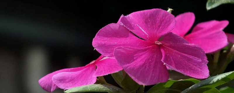 長春花籽怎麼保存