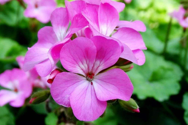長春花籽怎麼保存