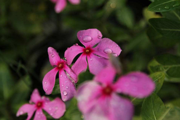 長春花籽怎麼保存