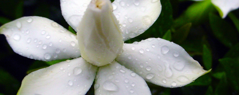 梔子花水培生根後移植