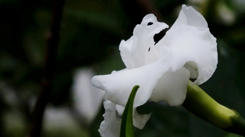 狗牙花掉花苞怎麼回事