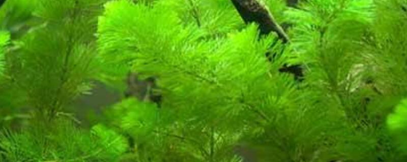 綠菊水草怎麼繁殖扡插