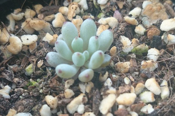 藍豆徒長怎麼辦