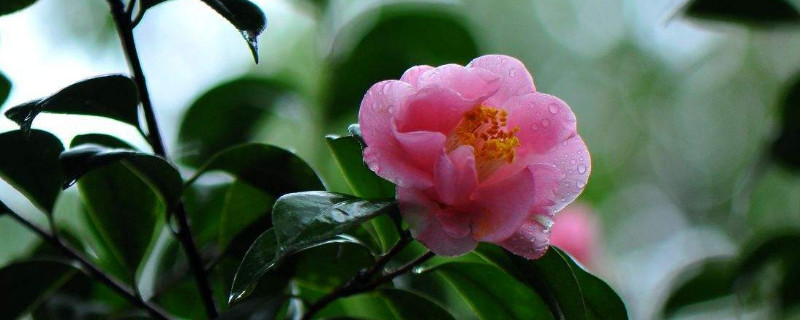 五色赤丹茶花怎麼修剪