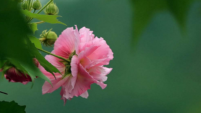 芙蓉花葉子怎麼栽培