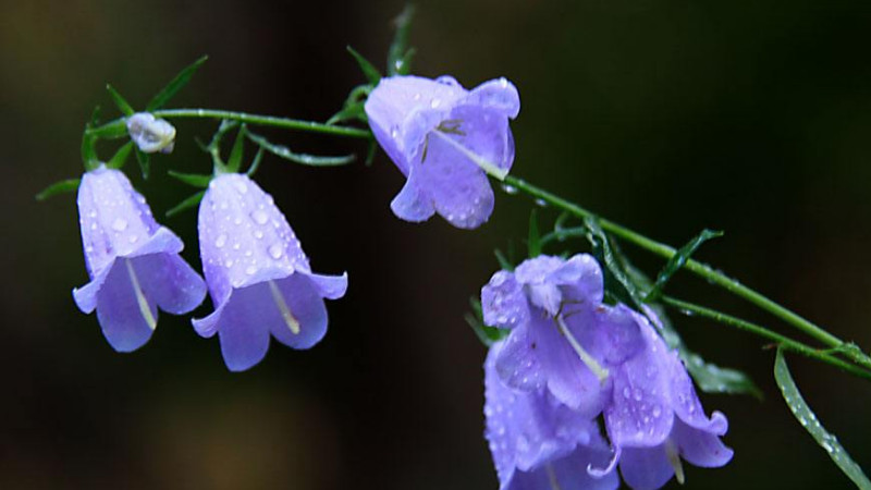 風鈴花開敗後怎樣修剪