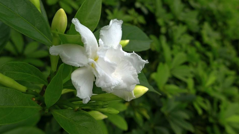 梔子花花期怎麼澆水