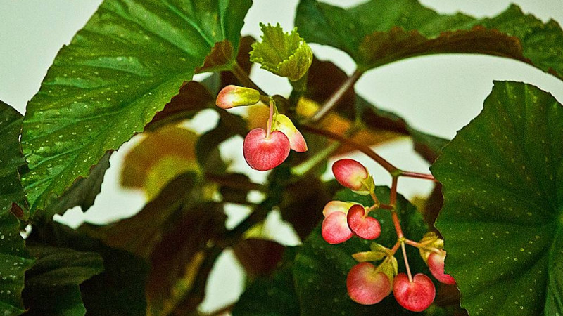 銀星海棠怎麼能開花
