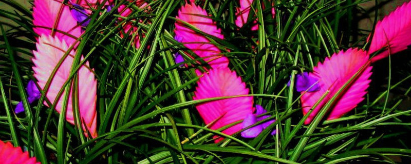 紫花鳳梨怎樣澆水