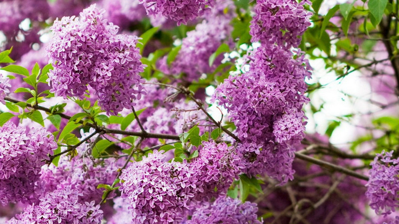 紫丁香花種植技術