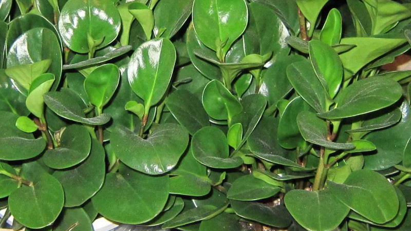 圓葉椒草怎麼養
