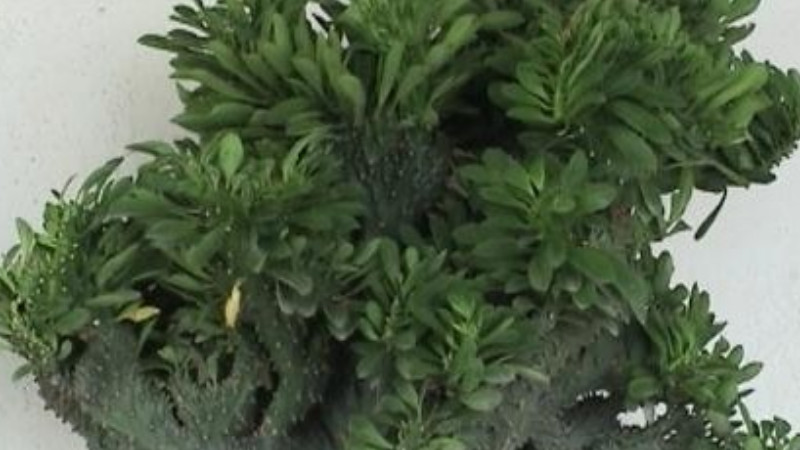 玉麒麟怎麼澆水