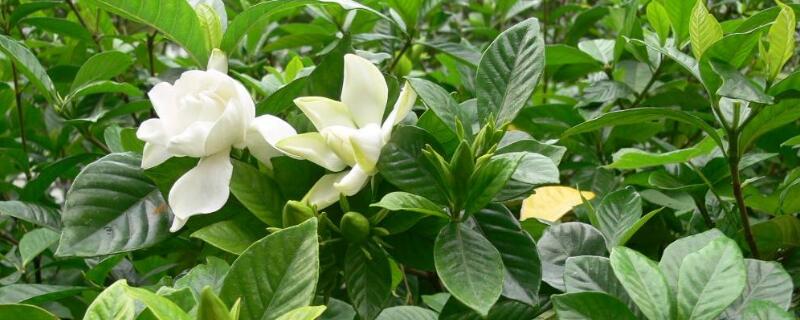 梔子花爛根後水培