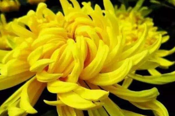 四季菊花怎麼修剪