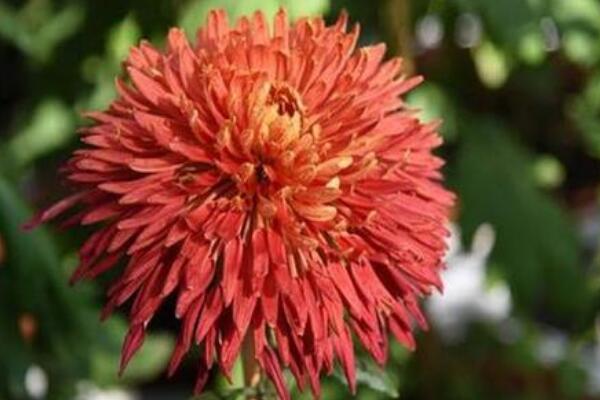 四季菊花怎麼修剪