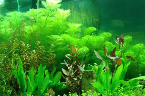 綠菊水草怎麼固定