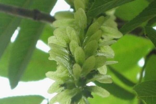 貓耳朵植物怎麼養