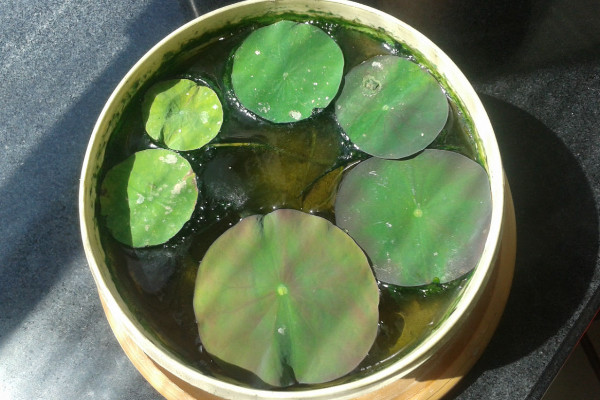 碗蓮入土後怎麼換水