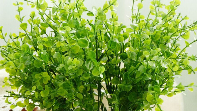新鮮尤加利葉怎麼保存