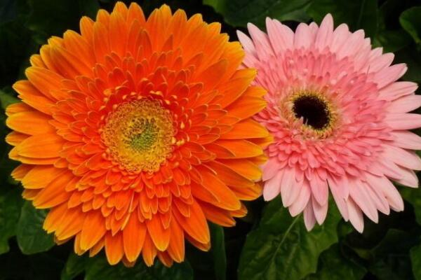 非洲菊開花後怎麼修剪