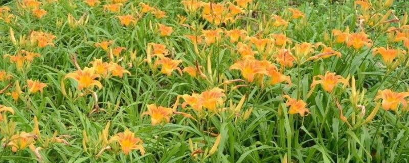 萱草為什麼不開花