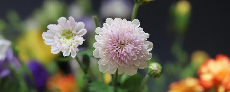 多頭菊怎麼換盆