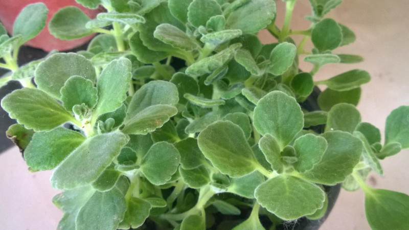 香香草怎麼養
